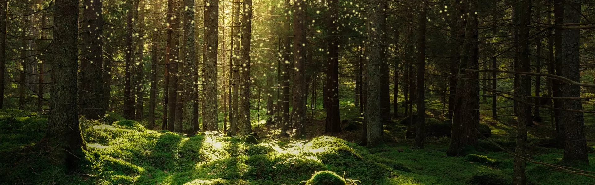 promienie słoneczne w lesie